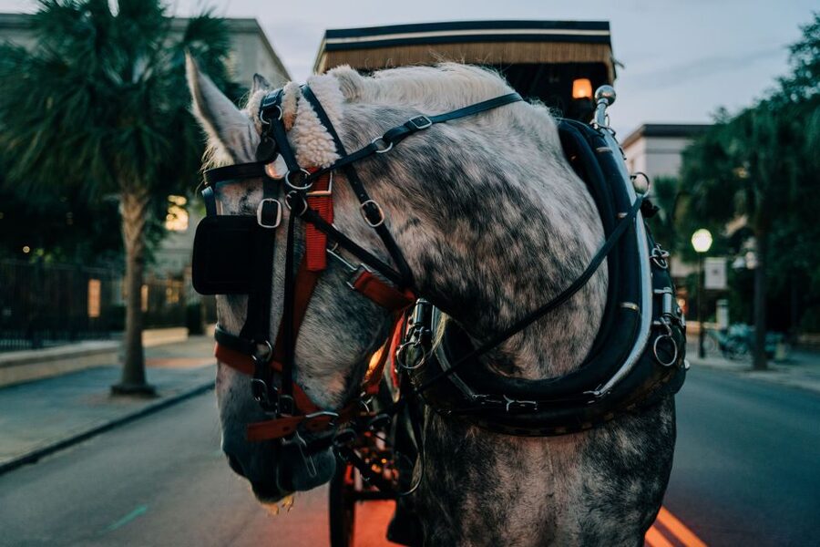 Charleston: Haunted Carriage Evening Tour - Key points before you book