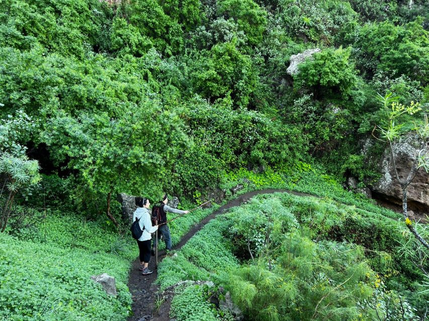 Gran Canaria: Green Witchcraft in the Magic Island - What makes the plant walk worthwhile