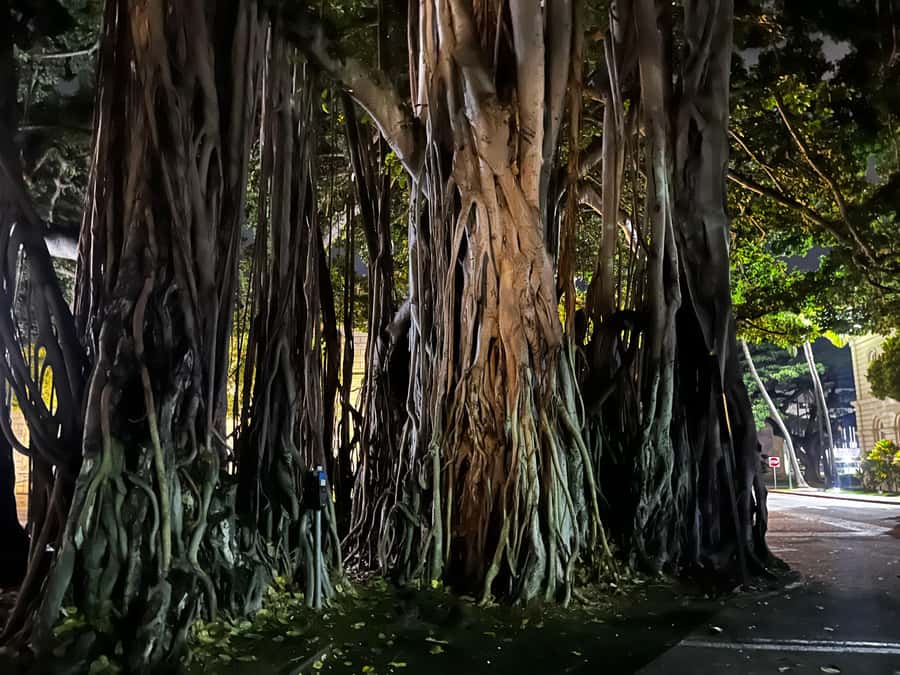 Honolulu Haunts: Ghosts and Spirits Walking Tour - The guide makes or breaks the evening