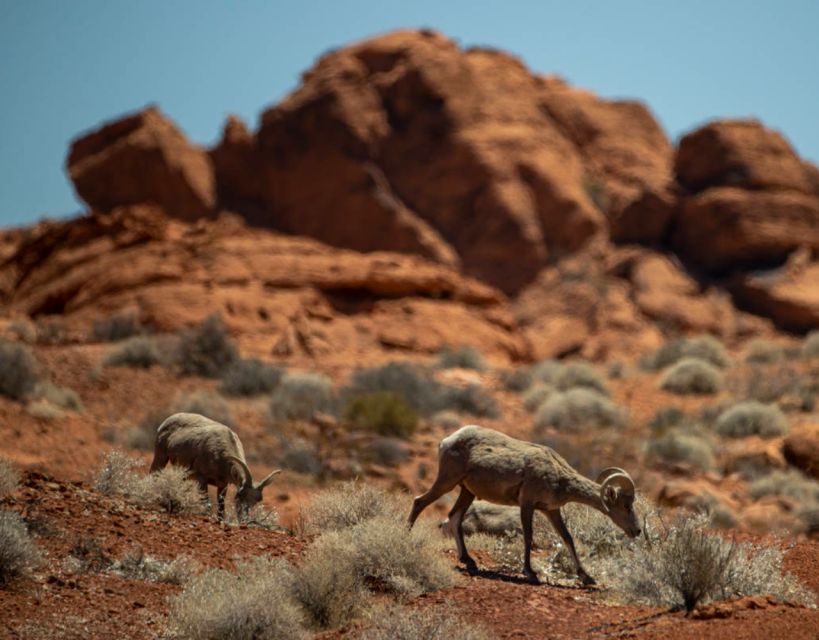 Las Vegas- Offroad Experience Wildlife, Ghost Towns and more - Lunch and a beer at Pioneer Saloon