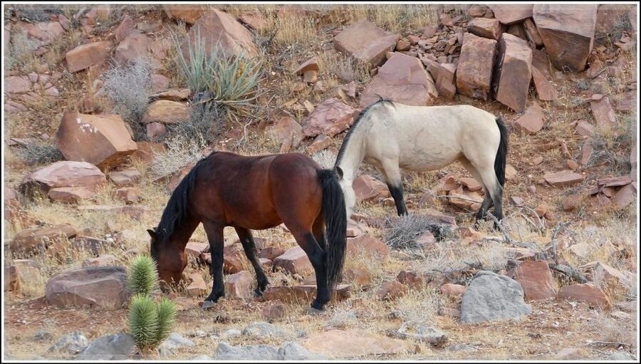 Las Vegas- Offroad Experience Wildlife, Ghost Towns and more - Who should book this 4x4 experience?