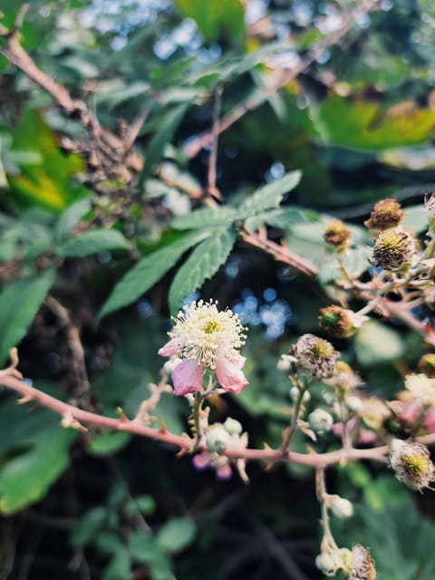 Plants and natural elements for Witchcraft and Tarot - The indoor plant ritual workshop