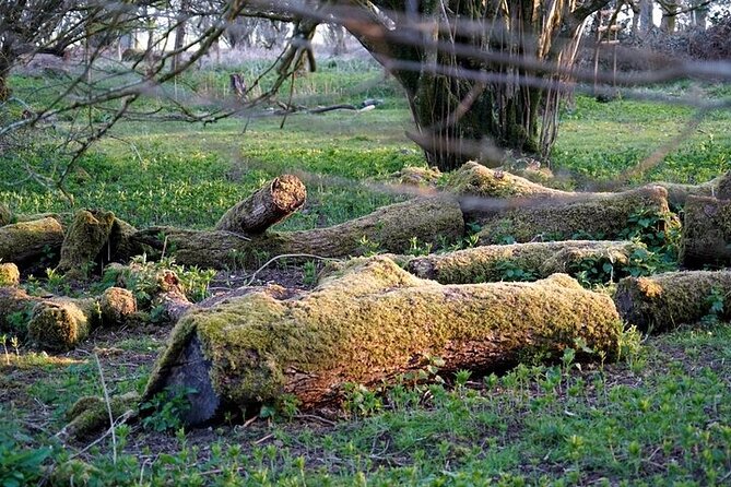 Prehistoric Britain: Ancient Caves, Stonehenge & Haunted Forest - Stonehenge: two hours for Britain’s famous stones