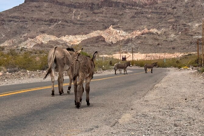 Route 66, Oatman, Nelson Ghost Town SmallGroup Tour from LasVegas - What the small group changes