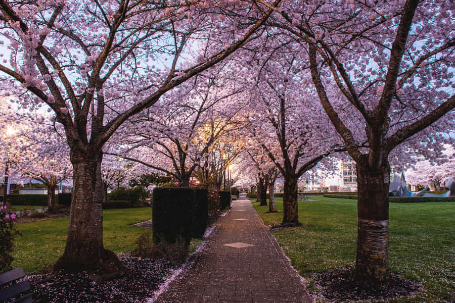 Salem: Witch Trial Walking Tour - Key points to know before you book