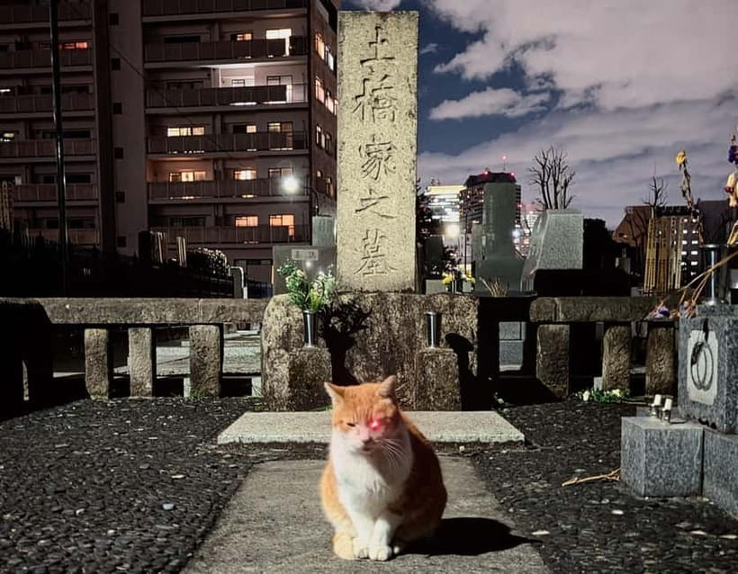 Tokyo: True Crime And Ghost Stories Tour - Key points to know before you go
