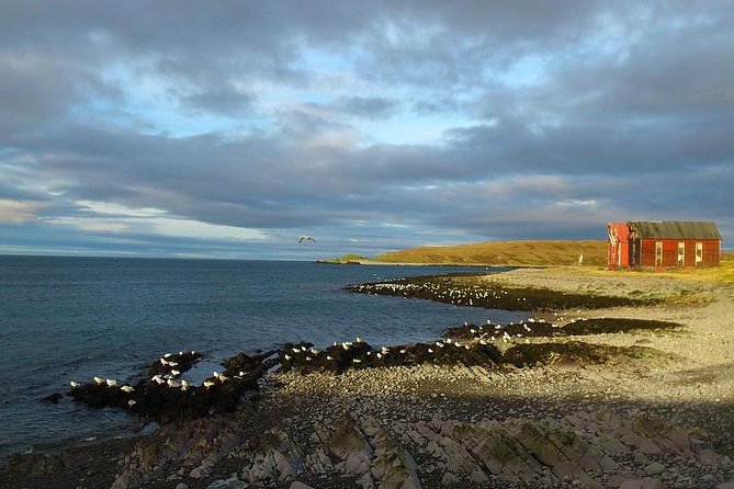 Vardø: A Self-Guided Walking Tour of Pomors, Radars & Witches - Ending with Hornøya and Arctic birdlife